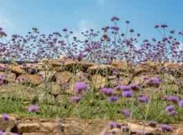 Will weight loss through dieting cause rebound? 8 key points for dieting to prevent rebound.