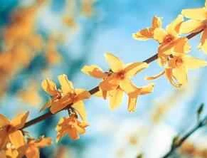 Four Essential Weight Loss Principles