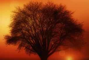 Experts Reveal: Are Those Popular Online Weight Loss Methods Effective?