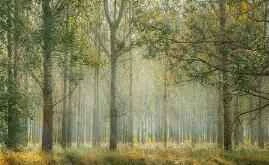 Postpartum weight loss techniques of celebrity moms Faye Wong and Li Jing