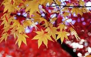 Secret recipes to get rid of water retention and bloating