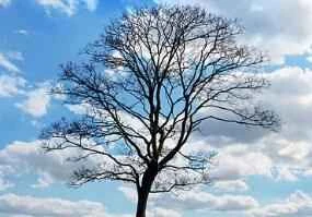 Four foods to keep you from getting hungry in the afternoon without making you gain weight