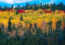 Easy weight loss methods during Chinese New Year