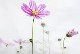 The most economical and fat-burning weight loss method for lazy girls