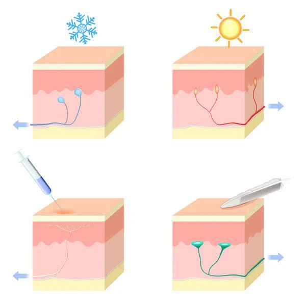 What to do if the skin barrier is damaged and inflamed