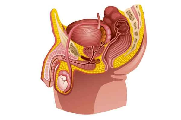What ointment should I apply for scrotal dampness?