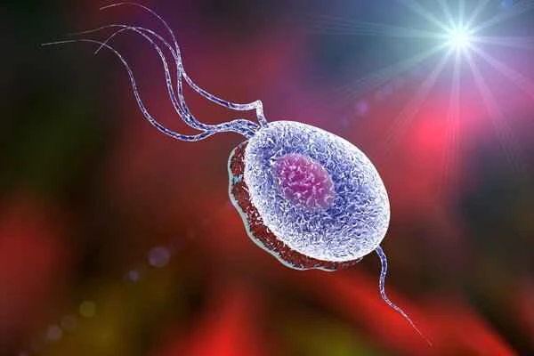 Quick ways to get rid of pubic lice