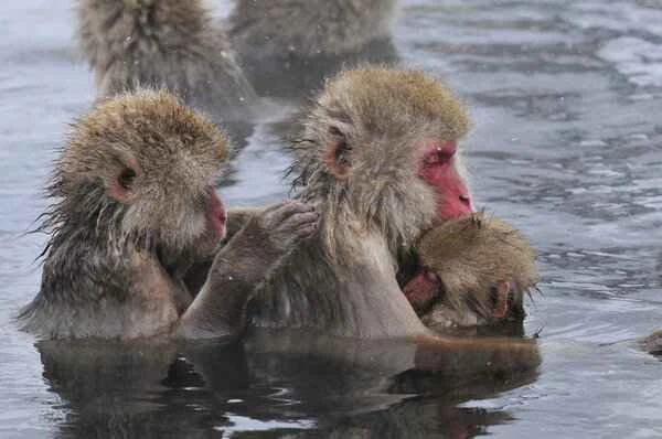 Do you need to get a shot if your monkey bites you?