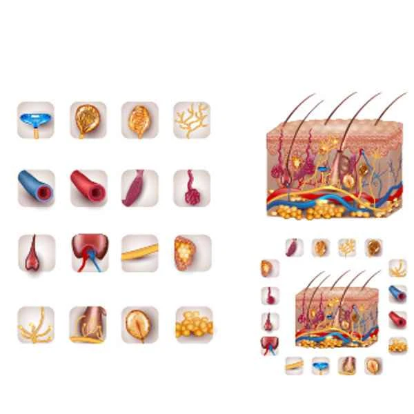 How can scars disappear quickly?