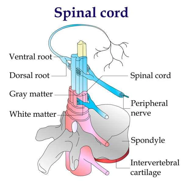What can be done about a scar compressing a nerve root?