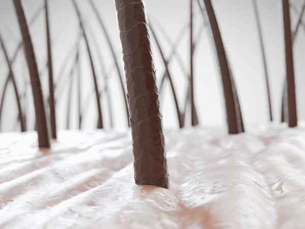 Why do pubic lice appear out of nowhere?