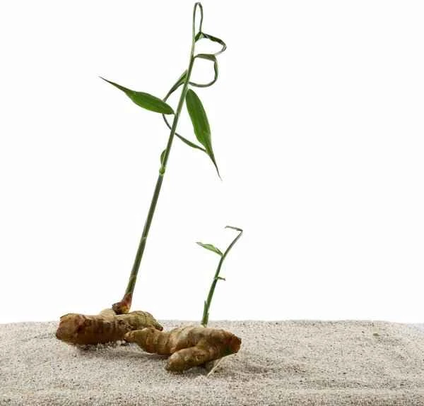 What to do if a melanocytic nevus on the scrotum gets bigger?