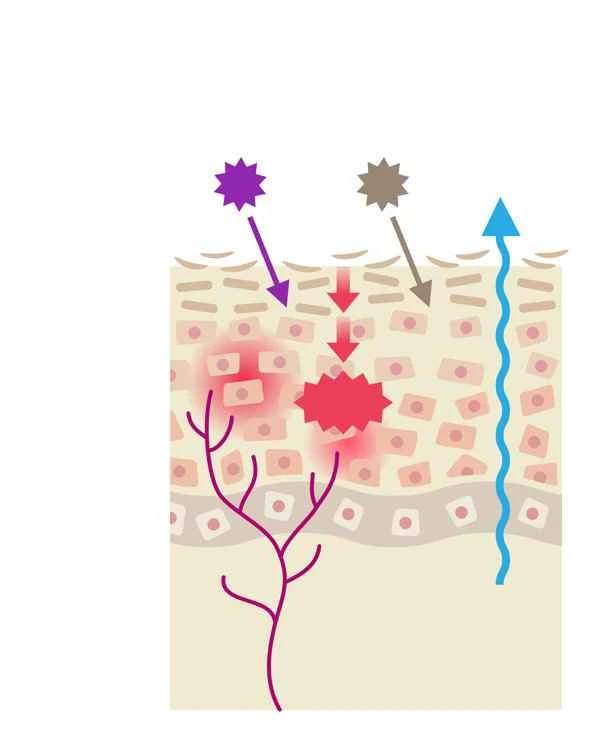 How to supplement skin with metabolic enzymes