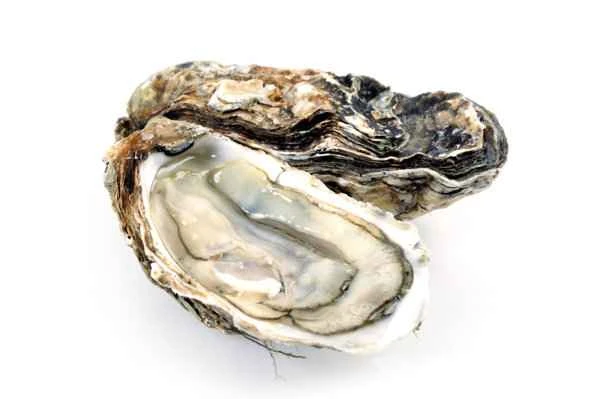 Do I need a shot if I cut my hand on a cooked oyster shell?